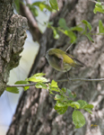 Tennessee Warbler 2408